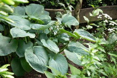 Blåfunkia Hosta sieboldiana 5-10 i kruka P9 Hosta sieboldiana