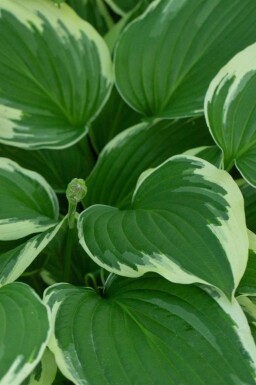 Trädgårdsfunkia Hosta undulata 'Albomarginata' 5-10 i kruka P9 Hosta undulata 'Albomarginata'