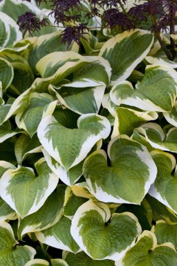 Funkia Hosta 'Wide Brim' 5-10 i kruka P9 Hosta 'Wide Brim'