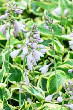 Funkia Hosta 'Wide Brim' 5-10 i kruka P9 Hosta 'Wide Brim'