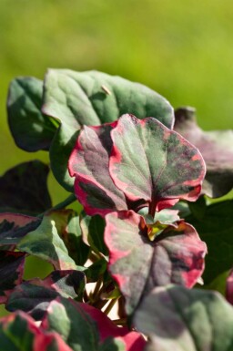 Kameleontblad Houttuynia cordata 'Chameleon' 5-10 i kruka P9 Houttuynia cordata 'Chameleon'