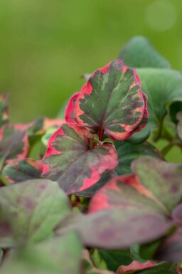 Kameleontblad Houttuynia cordata 'Chameleon' 5-10 i kruka P9 Houttuynia cordata 'Chameleon'