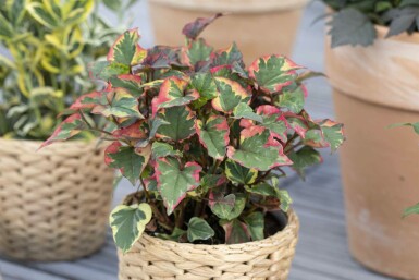 Kameleontblad Houttuynia cordata 5-10 i kruka P9 Houttuynia cordata