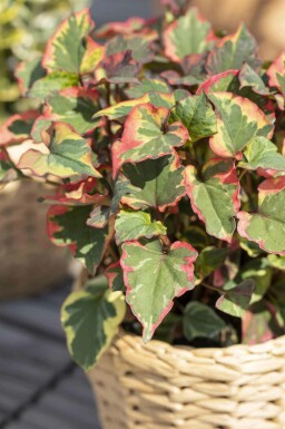Houttuynia cordata