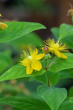 Johannesört Hypericum perforatum 5-10 i kruka P9 Hypericum perforatum