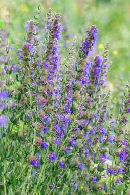 Isop Hyssopus officinalis 5-10 i kruka P9 Hyssopus officinalis