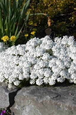 Snöslöja Iberis sempervirens 5-10 i kruka P9 Iberis sempervirens