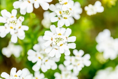 Snöslöja Iberis sempervirens 5-10 i kruka P9 Iberis sempervirens