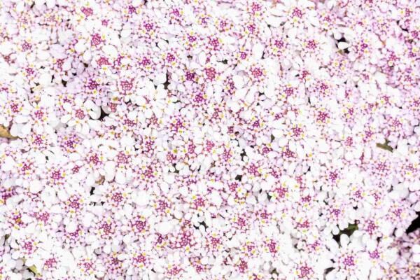 Iberis sempervirens 'Pink Ice'