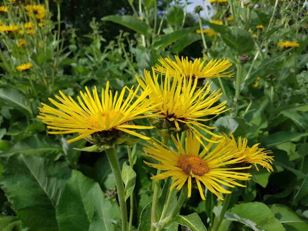 Inula helenium
