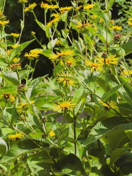 Stånds Inula magnifica 5-10 i kruka P9 Inula magnifica