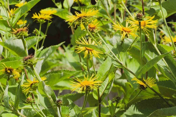 Inula magnifica