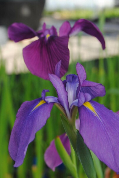Svärdslilja Iris ensata 5-10 i kruka P9 Iris ensata