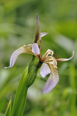 Svärdslilja Iris foetidissima 5-10 i kruka P9 Iris foetidissima