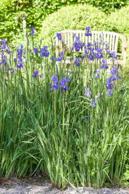 Strandiris Iris setosa 5-10 i kruka P9 Iris setosa