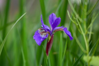 Strandiris Iris setosa 5-10 i kruka P9 Iris setosa