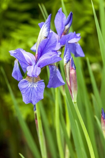 Iris sibirica