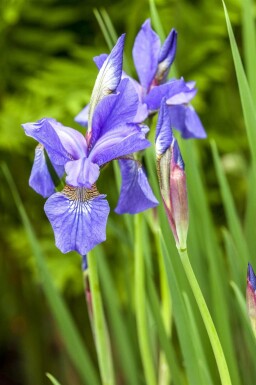 Sibirisk iris Iris sibirica 5-10 i kruka P9 Iris sibirica