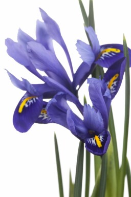 Blå svärdslilja Iris versicolor 5-10 i kruka P9 Iris versicolor