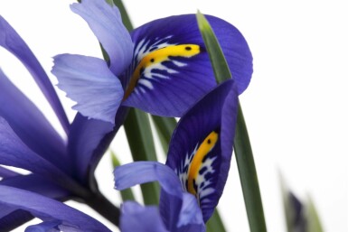 Blå svärdslilja Iris versicolor 5-10 i kruka P9 Iris versicolor