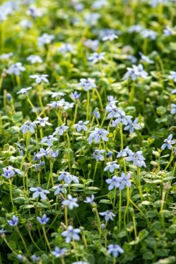 Blå isop Isotoma fluviatilis 5-10 i kruka P9 Isotoma fluviatilis