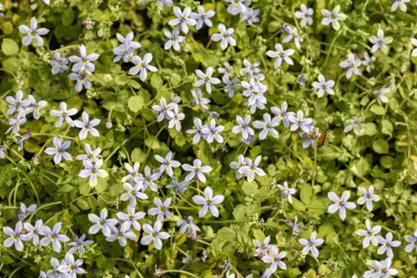 Isotoma fluviatilis