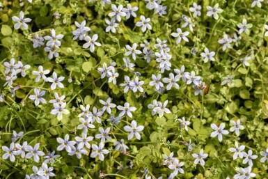 Blå isop Isotoma fluviatilis 5-10 i kruka P9 Isotoma fluviatilis