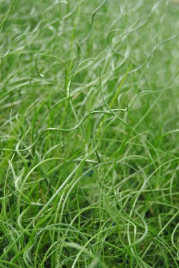 Juncus effusus 'Spiralis'