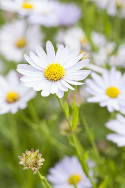 Japansk aster Kalimeris incisa 'Charlotte' 5-10 i kruka P9 Kalimeris incisa 'Charlotte'