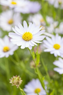 Japansk aster Kalimeris incisa 'Charlotte' 5-10 i kruka P9 Kalimeris incisa 'Charlotte'