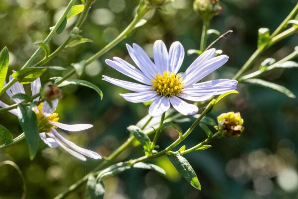 Kalimeris incisa 'Charlotte'