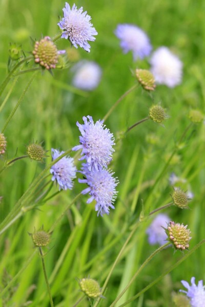 Åkervädd Knautia arvensis 5-10 i kruka P9 Knautia arvensis