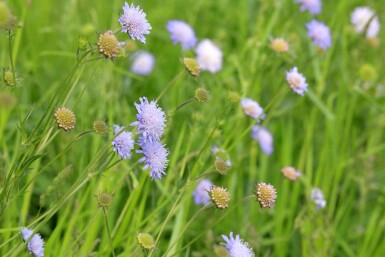 Knautia arvensis