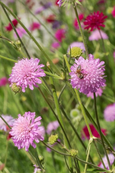 Fältvädd Knautia macedonica 'Melton Pastels' 5-10 i kruka P9 Knautia macedonica 'Melton Pastels'