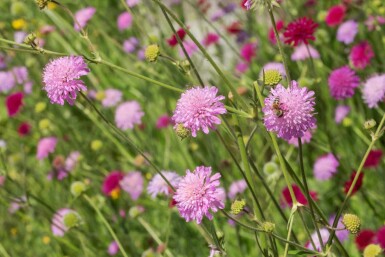 Fältvädd Knautia macedonica 'Melton Pastels' 5-10 i kruka P9 Knautia macedonica 'Melton Pastels'