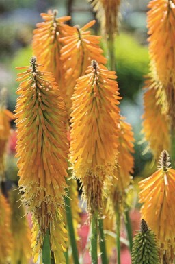 Fackellilja Kniphofia uvaria 'Mango Popsicle' 5-10 i kruka P9 Kniphofia uvaria 'Mango Popsicle'