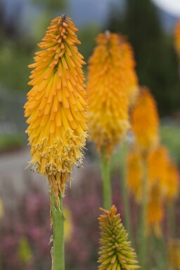 Fackellilja Kniphofia uvaria 'Mango Popsicle' 5-10 i kruka P9 Kniphofia uvaria 'Mango Popsicle'