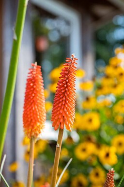Fackellilja Kniphofia uvaria 5-10 i kruka P9 Kniphofia uvaria