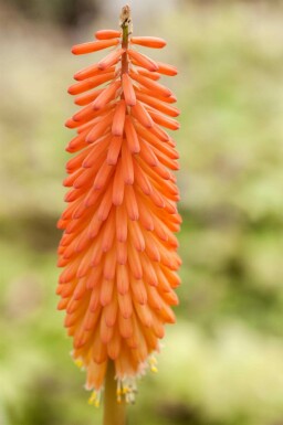 Fackellilja Kniphofia uvaria 5-10 i kruka P9 Kniphofia uvaria