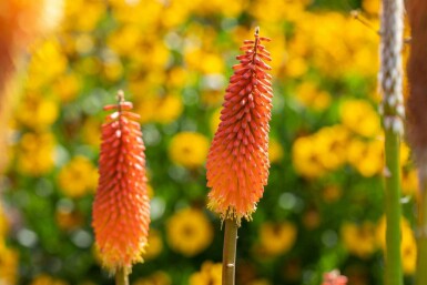Kniphofia uvaria
