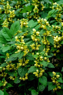 Gullark Lamiastrum galeobdolon 5-10 i kruka P9 Lamiastrum galeobdolon