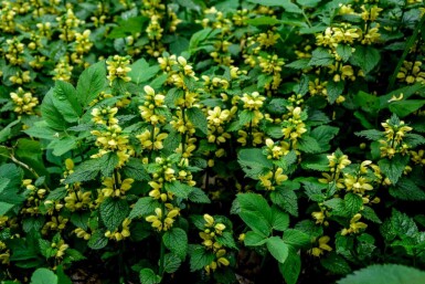 Gullark Lamiastrum galeobdolon 5-10 i kruka P9 Lamiastrum galeobdolon