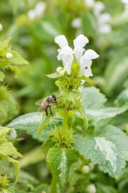 Vitplister Lamium album 5-10 i kruka P9 Lamium album