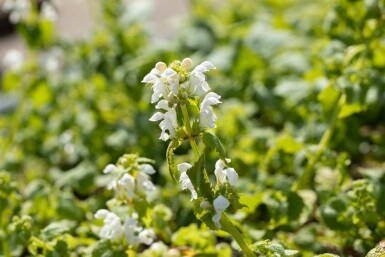 Vitplister Lamium album 5-10 i kruka P9 Lamium album