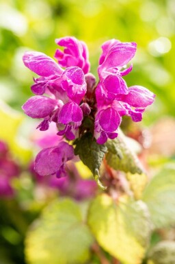 Fläckig plister Lamium maculatum 'Beacon Silver' 5-10 i kruka P9 Lamium maculatum 'Beacon Silver'