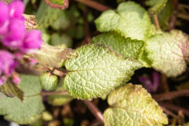 Fläckig plister Lamium maculatum 'Beacon Silver' 5-10 i kruka P9 Lamium maculatum 'Beacon Silver'