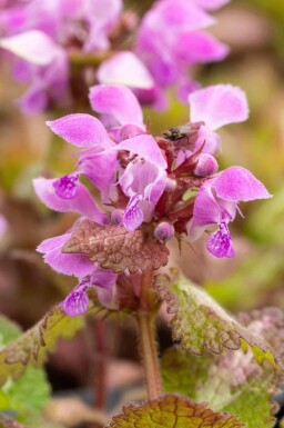 Vitplister Lamium maculatum 5-10 i kruka P9 Lamium maculatum