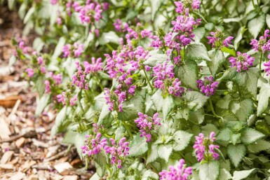 Vitplister Lamium maculatum 5-10 i kruka P9 Lamium maculatum