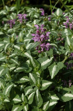 Rosenplister Lamium maculatum 'Roseum' 5-10 i kruka P9 Lamium maculatum 'Roseum'