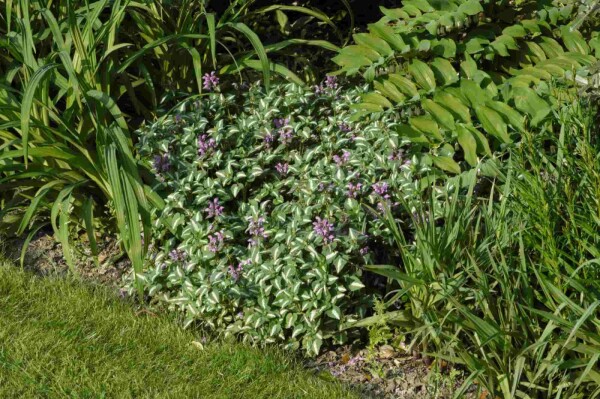 Lamium maculatum 'Roseum'